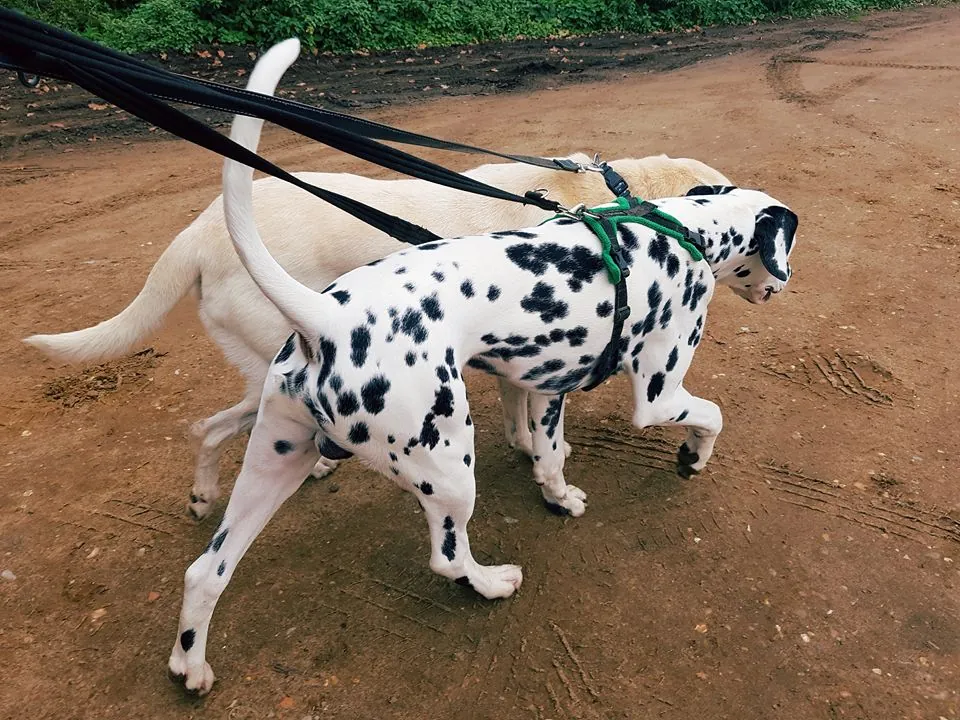 Two dogs on leads out on a walk, one of them a dalmatian