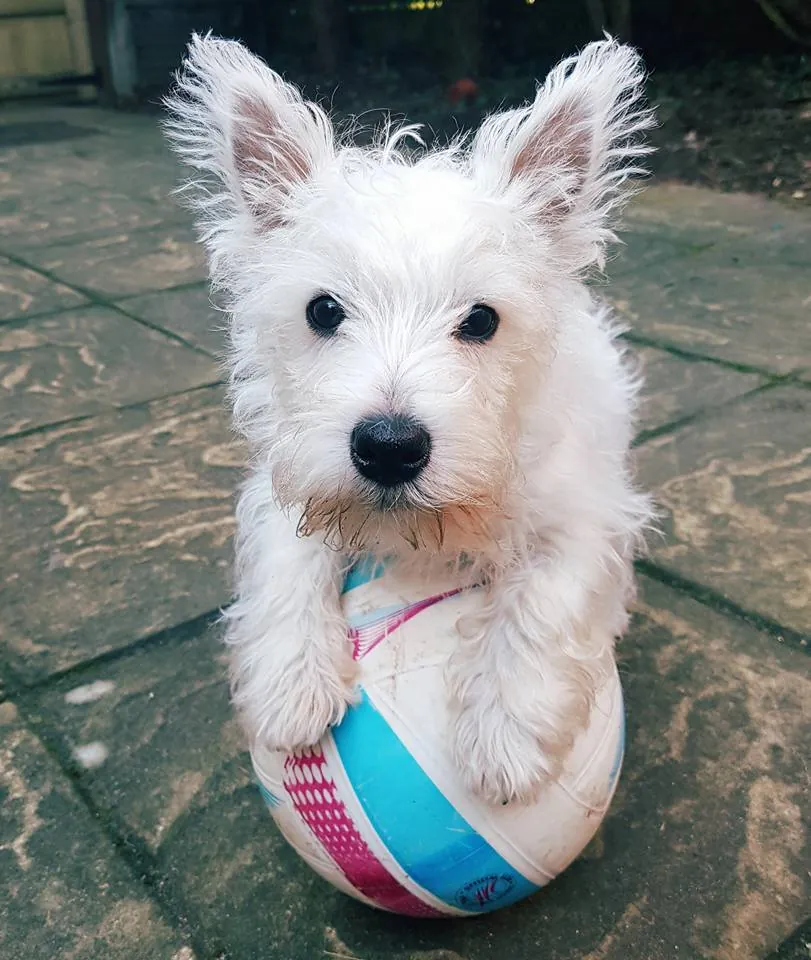 A small white puppy sitting on a football