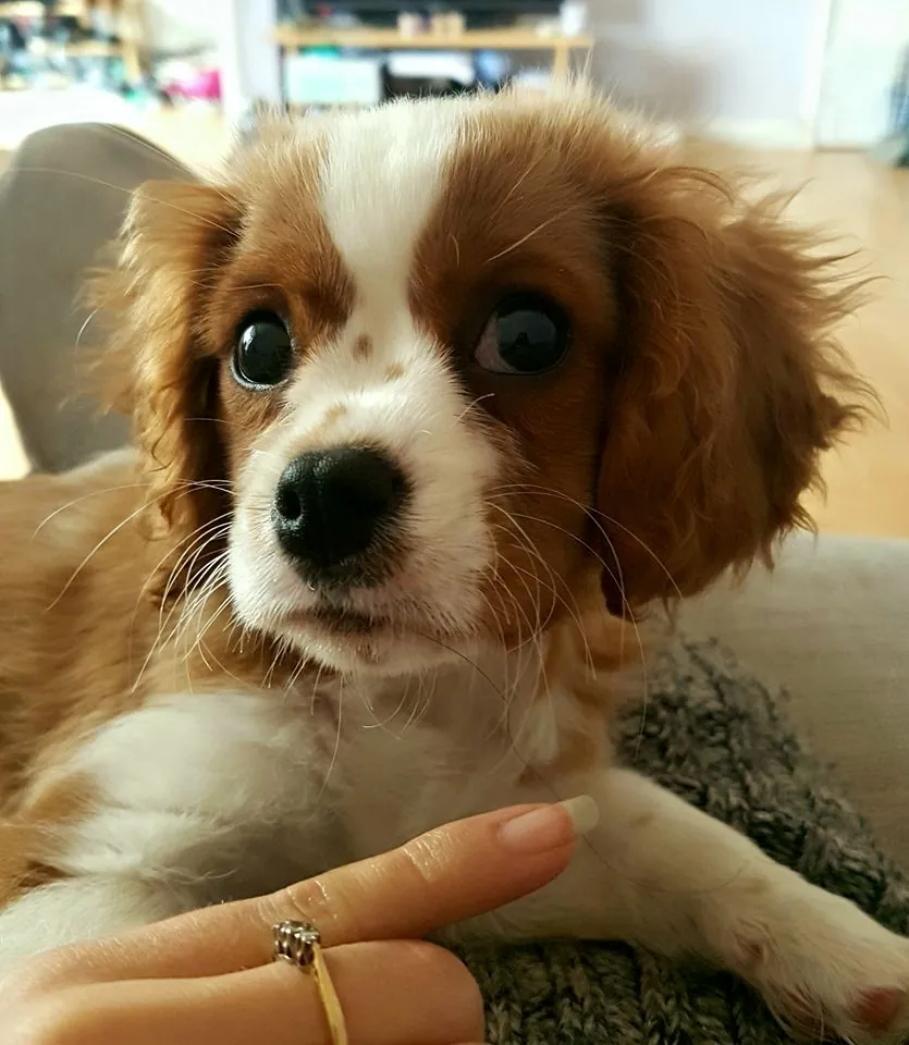 A brown and white spaniel puppy lying on a cushion